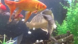 Карп кои в аквариуме.