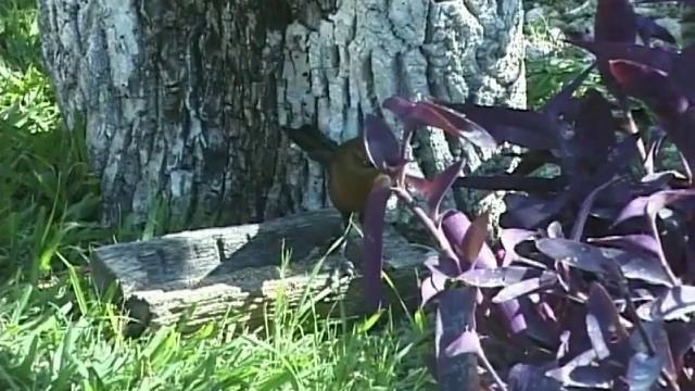 Great-tailed Grackle Quiscalus mexicanus смотреть онлайн