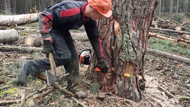Валка леса /// Валка сухого дерево с применениям коштура /// ??? смотреть онлайн