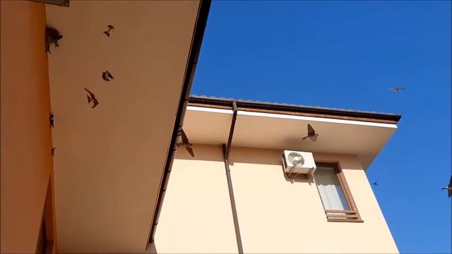 Ласточки учат птенцов летать. Болгария.Swallows and their chicks. Природа,птицы.nature, birds смотреть онлайн