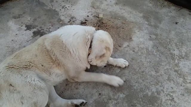 СТРОИМ ДОМ СВОИМИ РУКАМИ. 2 часть. КАРКАС. смотреть онлайн