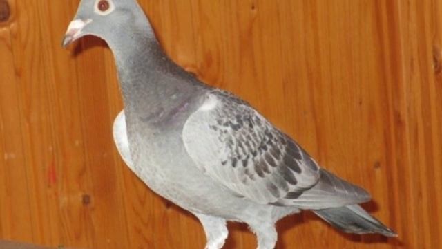 50 ФАКТОВ О ГОЛУБЯХ смотреть онлайн