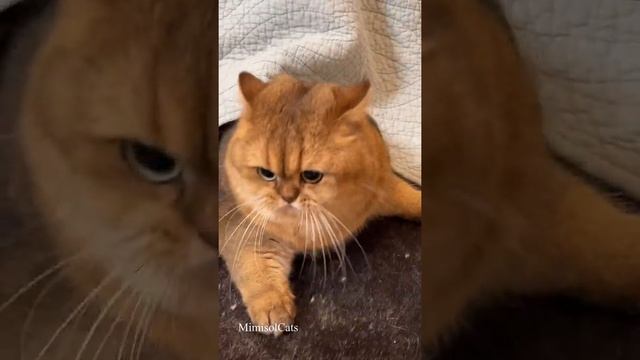 БРИТАНСКИЕ ЗОЛОТЫЕ ШИНШИЛЛЫ. British shorthair golden cats MimisolCats смотреть онлайн
