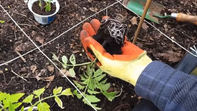 Когда сеять высокорослые и низкорослые сорта томатов на рассаду смотреть онлайн