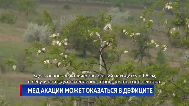 МЕД АКАЦИИ МОЖЕТ ОКАЗАТЬСЯ В ДЕФИЦИТЕ смотреть онлайн