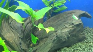 Бурый налет в аквариуме, как бороться с диатомовыми водорослями и от чего они появляются!