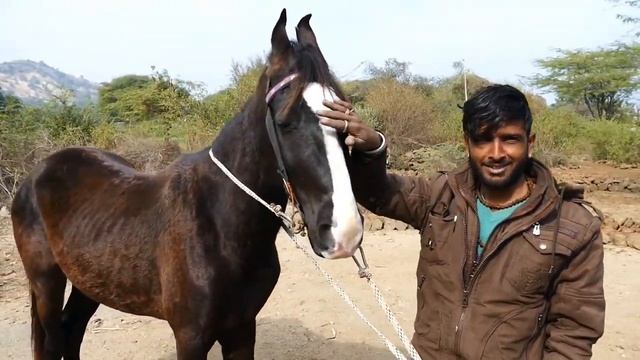 Marwadi Horse, Rajasthan Udaipur смотреть онлайн