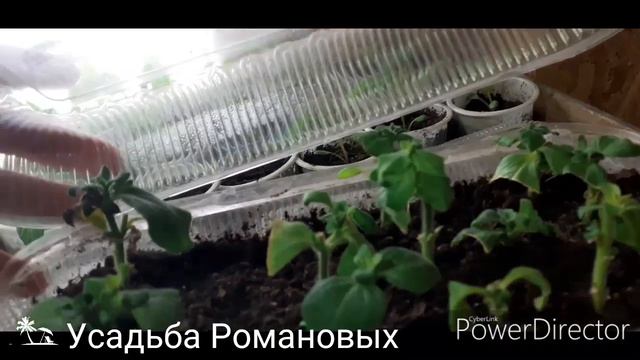 Обзор рассады март 2020г. смотреть онлайн