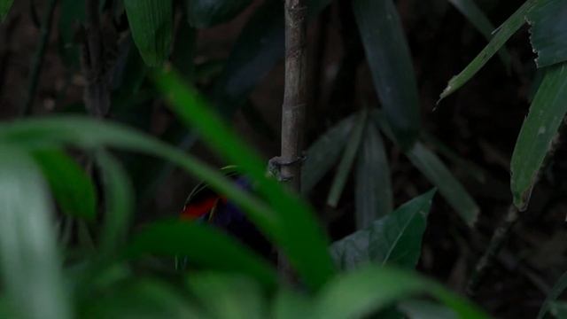 Звуки природы, шум леса, пение птиц | sounds of nature, birdsong, forest noise смотреть онлайн