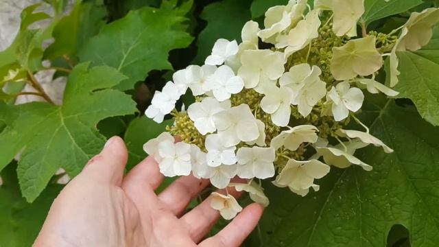 Гортензия Бургунди радует цветением / Hydrangea Burgundy pleases with flowering. смотреть онлайн