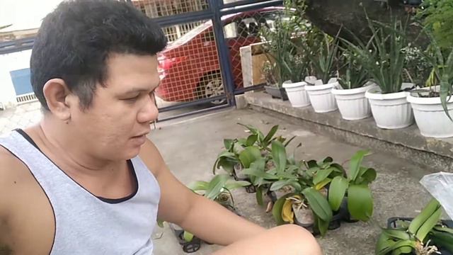 PHALAENOPSIS;Part10/Save from dehydrated7pcs. Repot mix uling at Moss&Update water culture crownrot смотреть онлайн