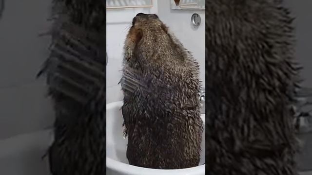 КАК ПОМЫТЬ СУСЛИКА ДОМА ИНСТРУКЦИЯ смотреть онлайн