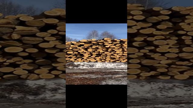 Пилорама смотреть онлайн
