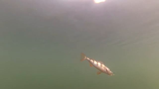 Зимний окунь по открытой воде. г Волгодонск, декабрь 2014г. смотреть онлайн