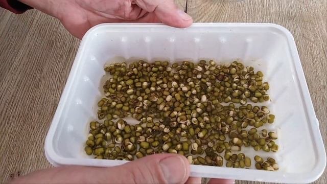 КАК БЕСПЛАТНО ВЫРАСТИТЬ МИКРОЗЕЛЕНЬ В ДОМАШНИХ УСЛОВИЯХ? КАК СЭКОНОМИТЬ НА ТАРЕ ? смотреть онлайн
