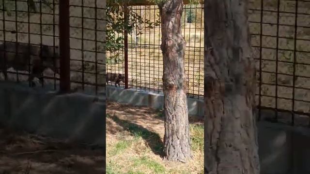 Дикий кабан отстал от мамки #shorts #отдых #казахстан #алматы #животные смотреть онлайн