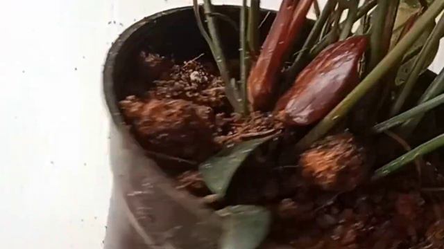 Anthurium combo offer смотреть онлайн