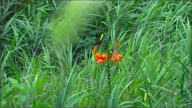 Лилии, лилейники. смотреть онлайн