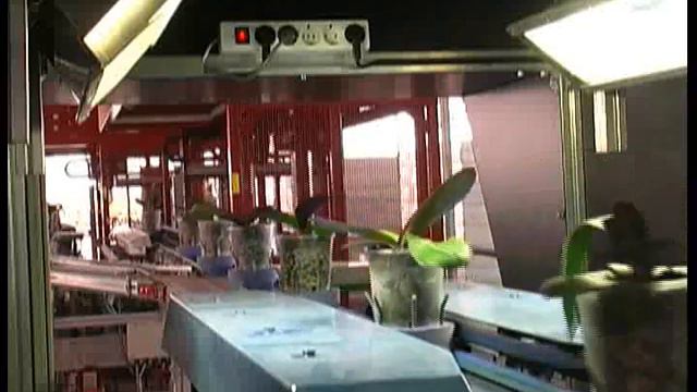 Vision & Robotics: Aris - Intermediate sorting phalaenopsis смотреть онлайн
