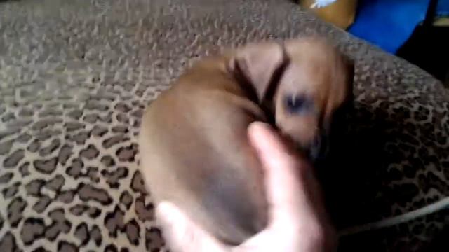 Жёсткий бой : такса на таксу