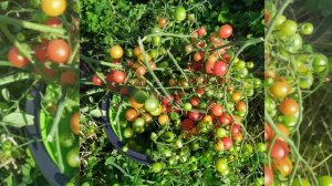 Томат Cладкая семейка