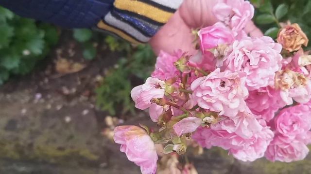 С пожеланиями от мамы . Германия смотреть онлайн