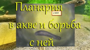 #Победа над планарией в креветочнике с каридинами, неокаридинами. #Как избавиться от планарий в акве