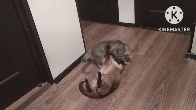 Кошачий рок-н-ролл смотреть онлайн