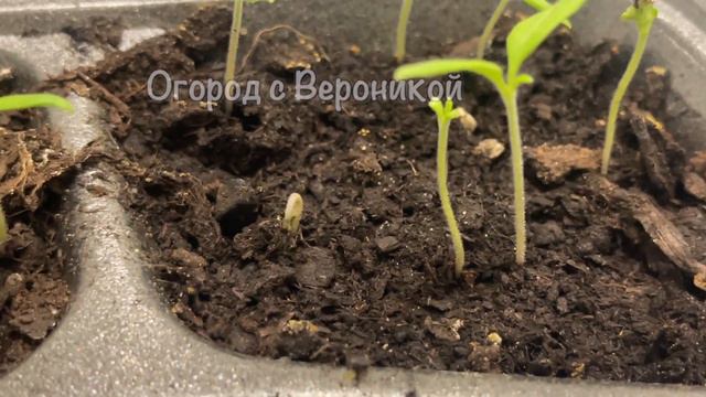 Как только показались петельки томатов делаю это! Рассада растет только вширь, не вытягивается! смотреть онлайн