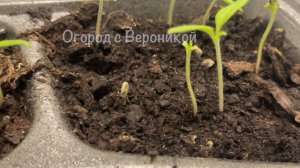 Как только показались петельки томатов делаю это! Рассада растет только вширь, не вытягивается!