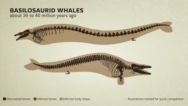 What Is The Evidence For Evolution?
