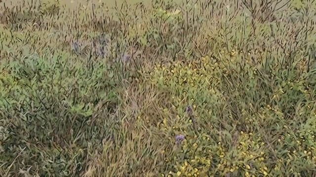 ЭТА РОКОВАЯ СТРАСТЬ... смотреть онлайн