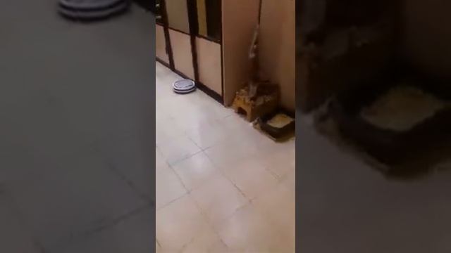 Пылесос, кот и сурикаты смотреть онлайн