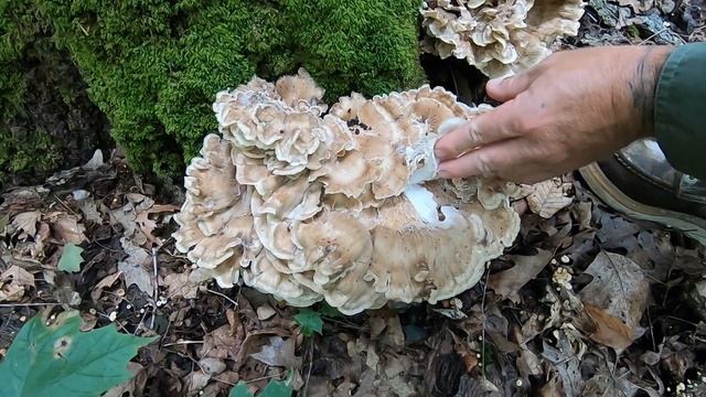 Michigan Mushroom Hunt - Mushrooms That Can Be Harvested In July смотреть онлайн