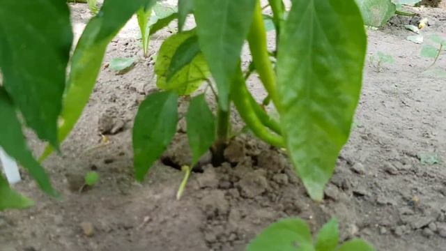 Острый перец бывает такой разный. 18 июля 2021. смотреть онлайн