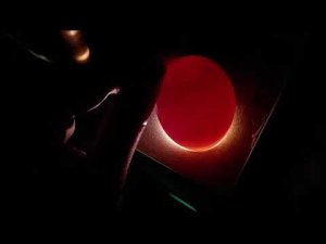 Купила ИЯ мускусных уток а там сюрприз