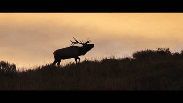 What is Western Hunter? смотреть онлайн