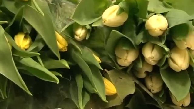 Азбука потребителя 07.03.2013 смотреть онлайн