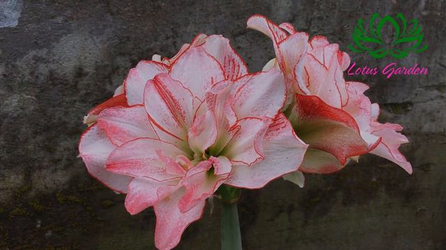 The amaryllis flowers bloom brilliantly in my garden смотреть онлайн