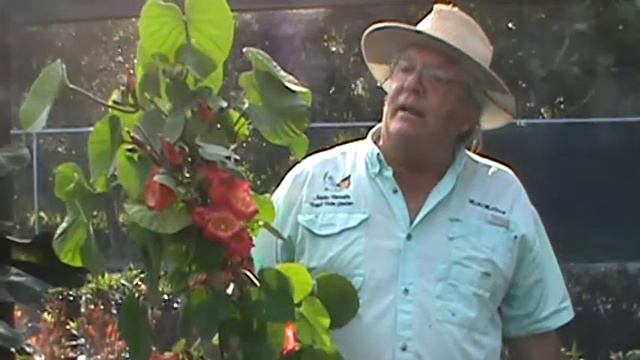 sticdacardia 001.MPG hawaian bell flower смотреть онлайн