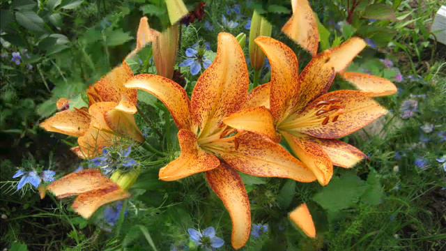 Она невинна и чиста смотреть онлайн