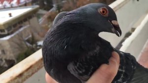 Голуби не то балкон залетели