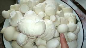 Дождевики. Головач продолговатый. Грибы смотреть онлайн