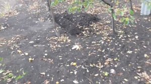 Как я РАЗМНОЖАЮ ЙОШТУ