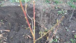 Персик в среднем Поволжье. Готовим к зиме.