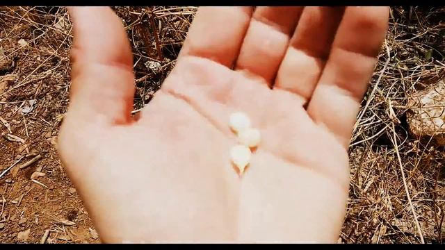 שום בר смотреть онлайн