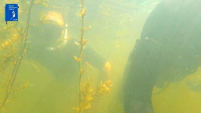 Охота пуще учёбы или как амур притворился карасём. смотреть онлайн