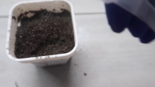 Succulent Seeds: How to Grow, Reliable Source & Tips (Mesembs & More) смотреть онлайн