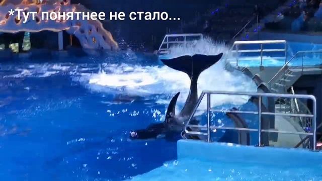 Косатки Нарния, Норд и Ная. Шоу "Сон в летнюю ночь". Москвариум. 20/08/2021. смотреть онлайн