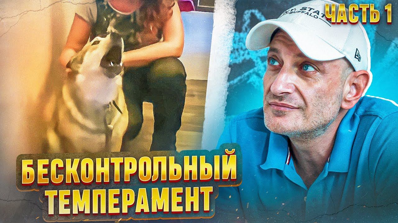 Бесконтрольный темперамент(Лайка Джой) часть 1
